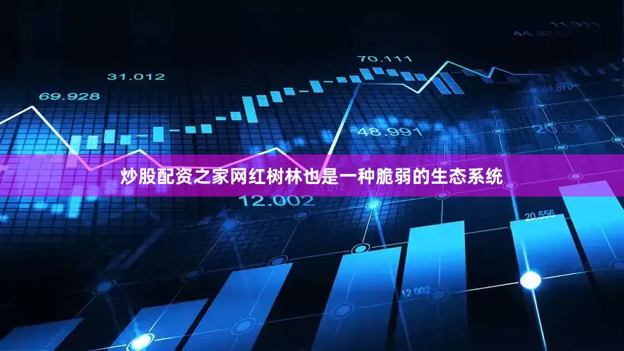 炒股配资之家网红树林也是一种脆弱的生态系统